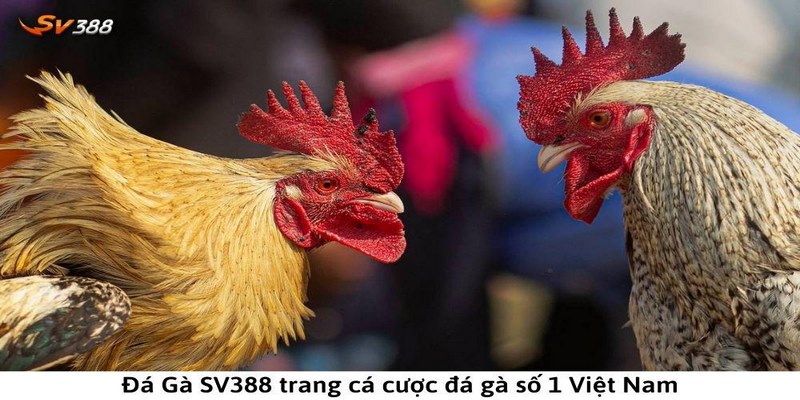 Tìm hiểu đôi nét về đá gà SV388