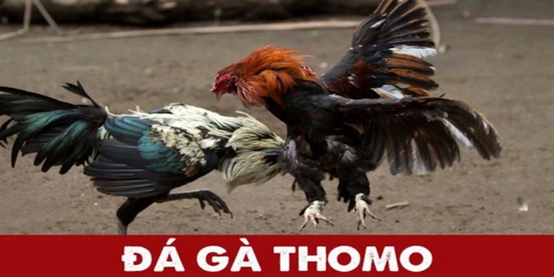 đá gà thomo